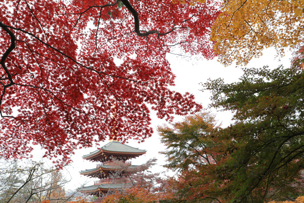 関東三大不動、真言宗智山派別格本山「高幡不動尊金剛寺」。新選組土方歳三の菩提寺。