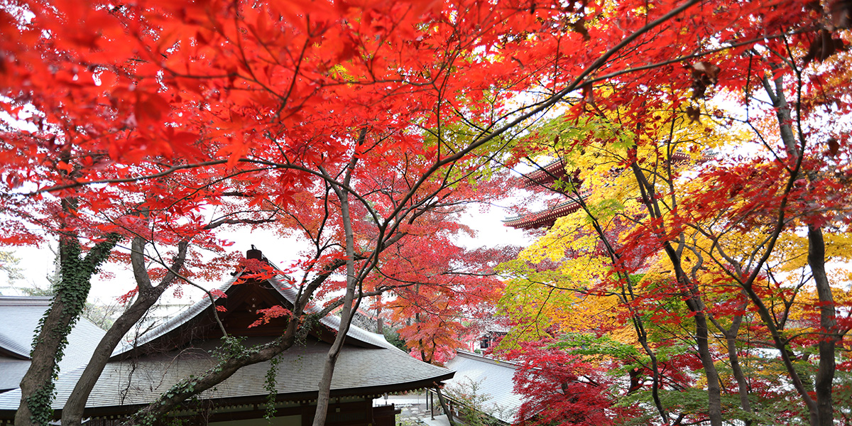 関東三大不動、真言宗智山派別格本山「高幡不動尊金剛寺」。新選組土方歳三の菩提寺。