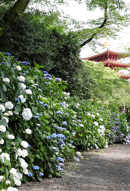 関東三大不動、真言宗智山派別格本山「高幡不動尊金剛寺」。新選組土方歳三の菩提寺。