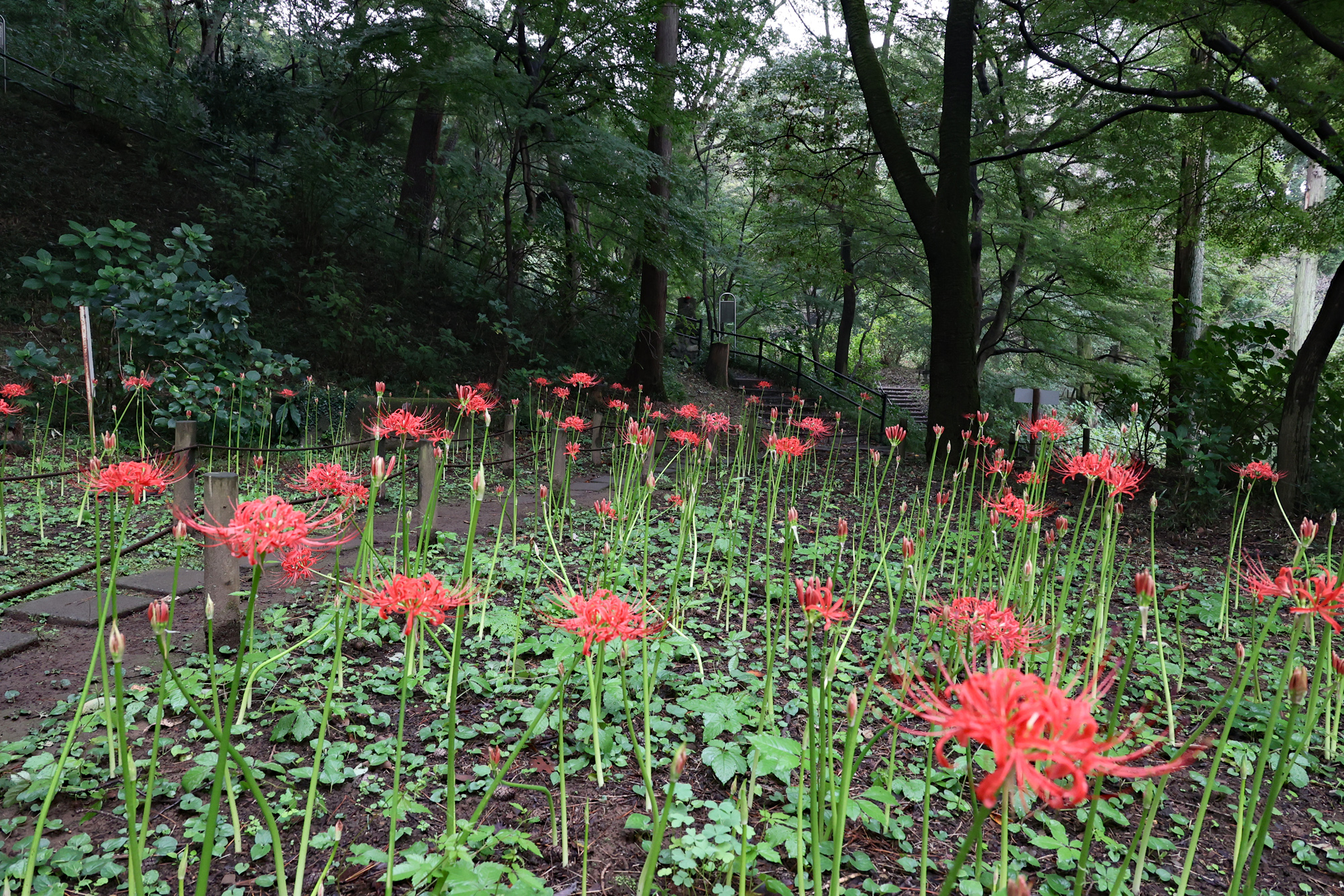 【曼珠沙華(彼岸花)」 岩絵の具 額入り】東山魁夷の流派 曼珠沙華(彼岸花)」 岩絵の具 額入り】東山魁夷の流派
