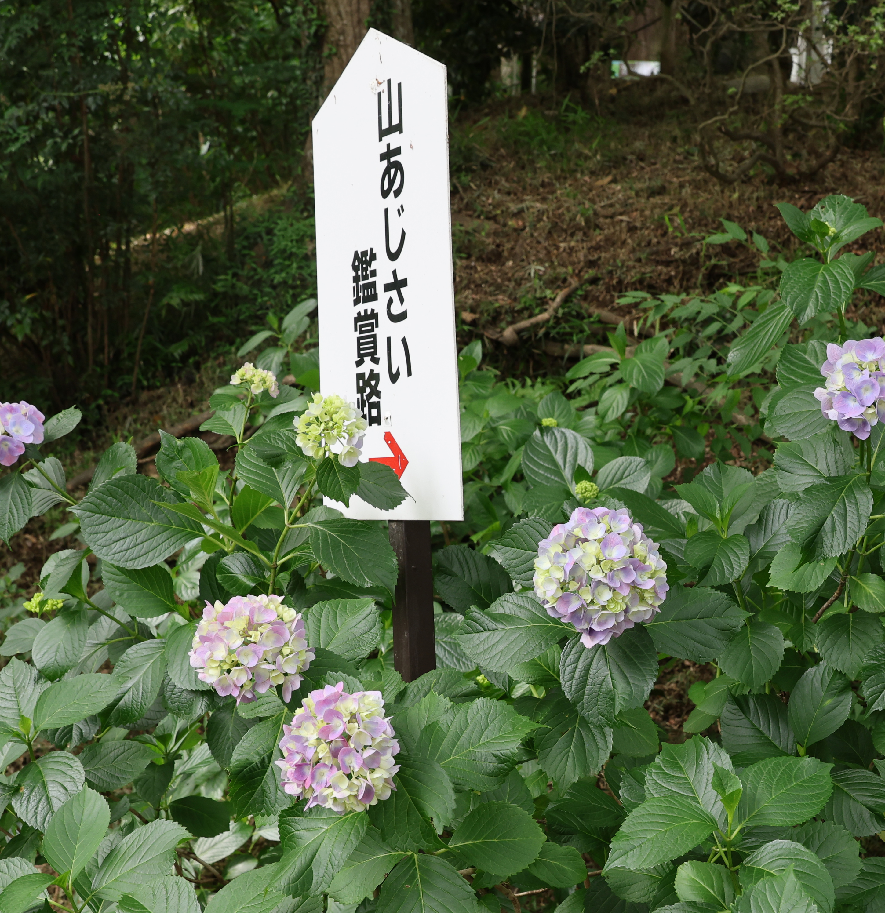 高幡不動尊 金剛寺 あじさいまつり