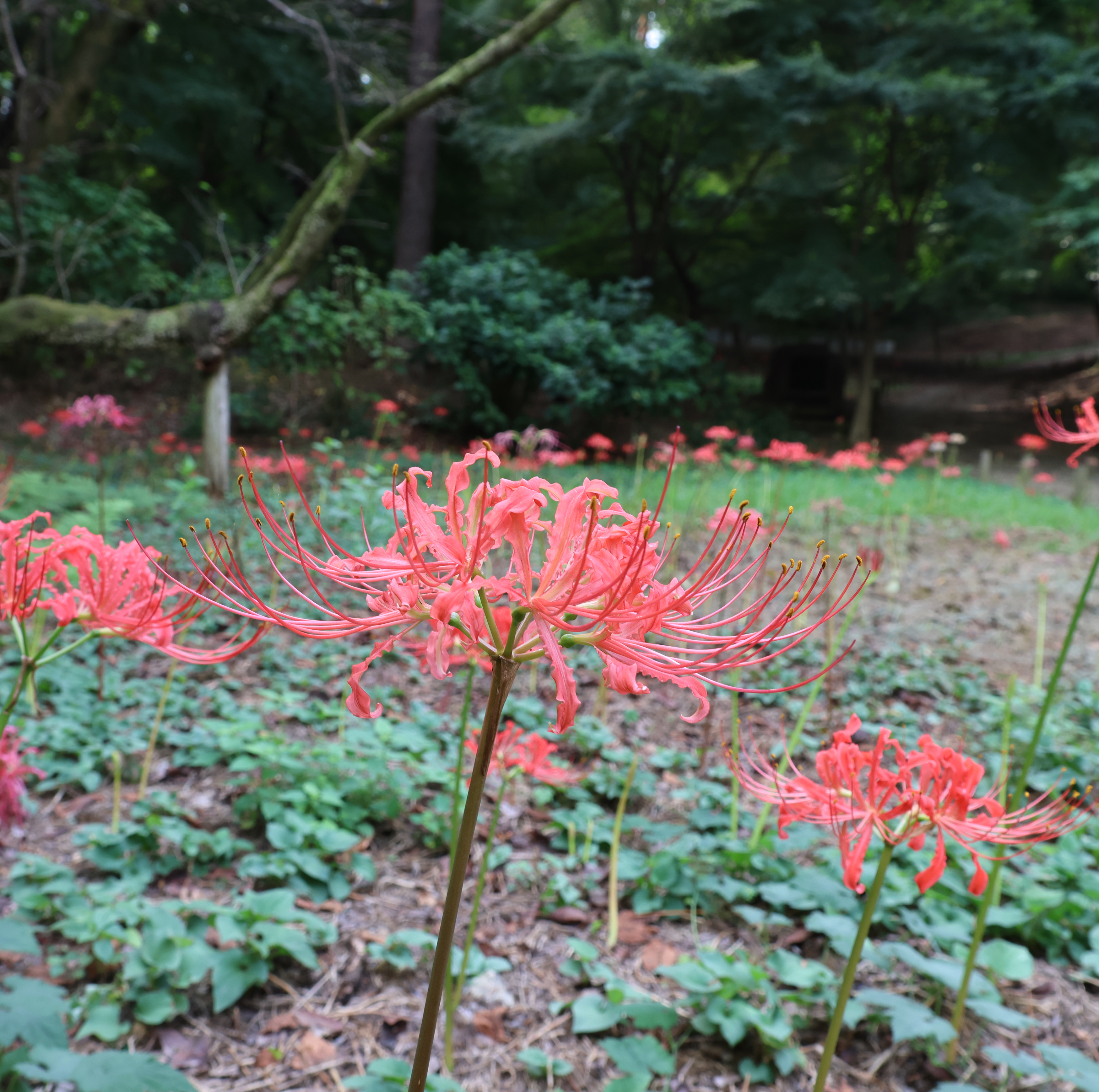曼珠沙華の開花状況 | 高幡不動尊金剛寺