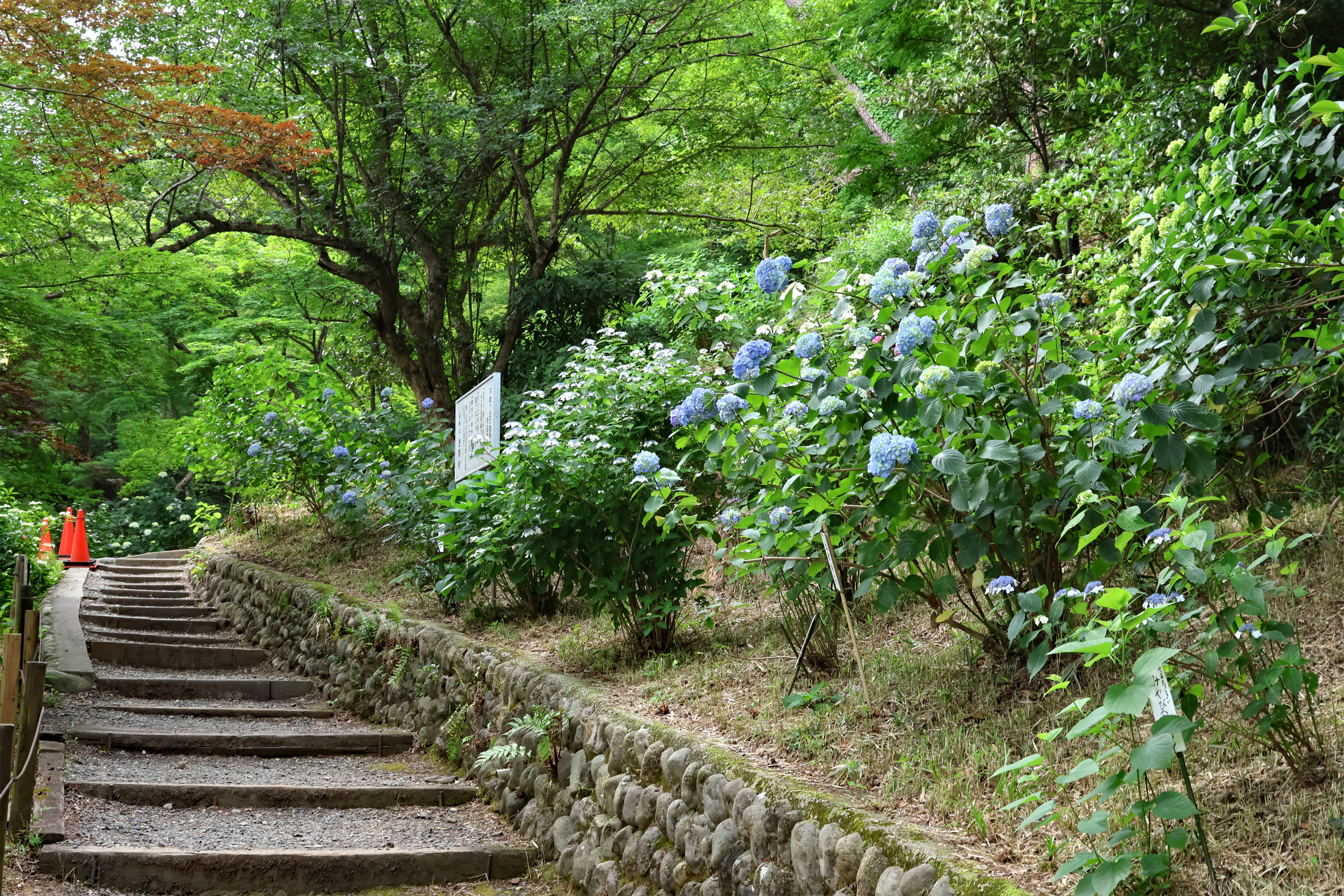 あじさいの開花状況5月29日 | 高幡不動尊金剛寺